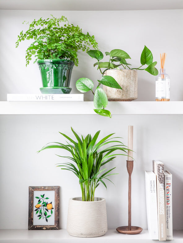 Three tips for selecting a new indoor plant pot